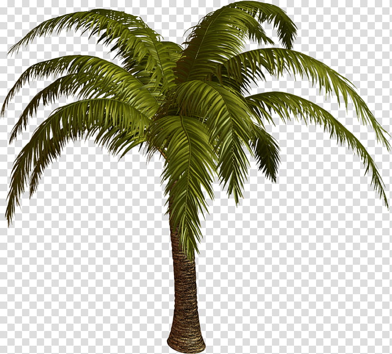Coconut Leaf Drawing, Palm Trees, Plants, Babassu, Asian Palmyra Palm, Attalea, Arecales, Terrestrial Plant transparent background PNG clipart