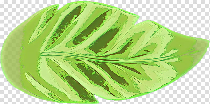 leaf green plant flower monstera deliciosa transparent background PNG clipart