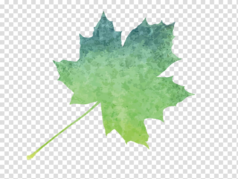 Watercolor Flower, Maple Leaf, Watercolor Painting, Green, Tree, Black Maple, Plane, Plant transparent background PNG clipart