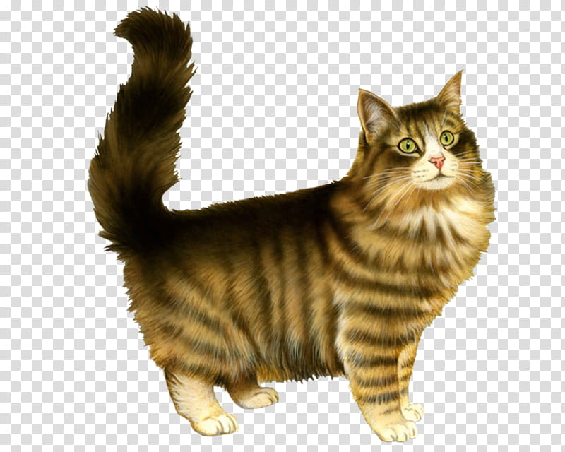 High Quality  Cats , brown and black munchkin cat transparent background PNG clipart