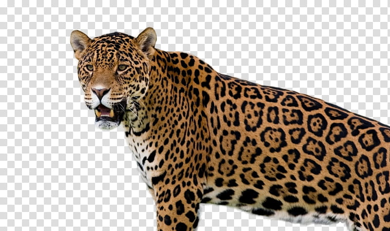 Black panther, Jaguar, Leopard, Cat, Wildcat, Cheetah, Animal, Lion, Tapir, African Wild Dog transparent background PNG clipart