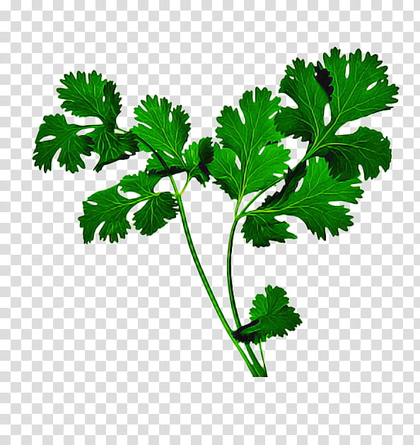 Parsley, Leaf, Leaf Vegetable, Plant, Chervil, Flower, Herb, Chinese Celery transparent background PNG clipart