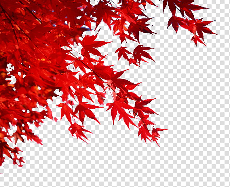 Red Maple Leaf, Autumn, Autumn Leaf Color, Poster, 2018, Advertising, Tree, Maple Tree transparent background PNG clipart