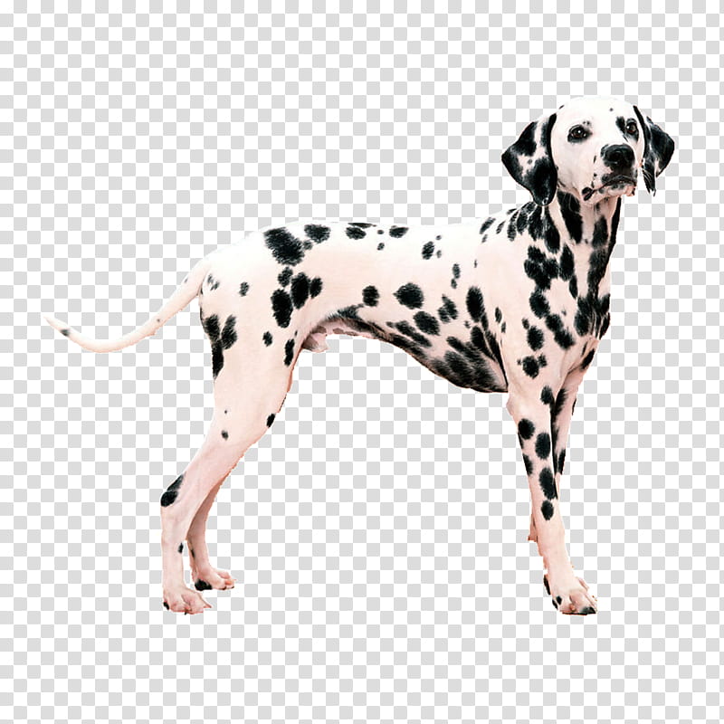 Company, Dalmatian Dog, Pet Harness, Puppy, Dog Collar, Leash, Doggie Design, Kong Company transparent background PNG clipart