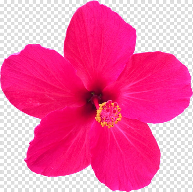 Pink Flower, Shoeblackplant, Floral Design, Common Hibiscus, Flower Bouquet, Ikebana, Hawaiian Hibiscus, Rosemallows transparent background PNG clipart