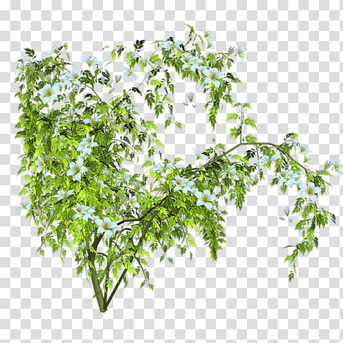 Drawing Of Family, Tree, Shrub, Branch, Plants, Leaf, Flower, Ivy transparent background PNG clipart