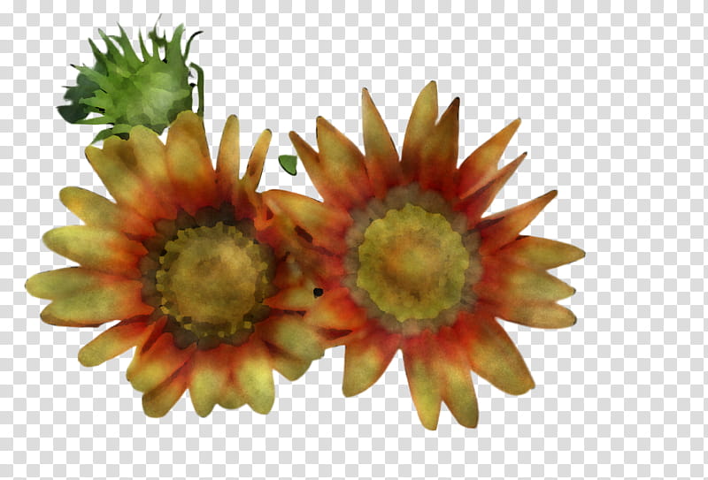 Orange, Flower, Plant, Petal, Gerbera, Pollen, Sunflower, Blanket Flowers transparent background PNG clipart