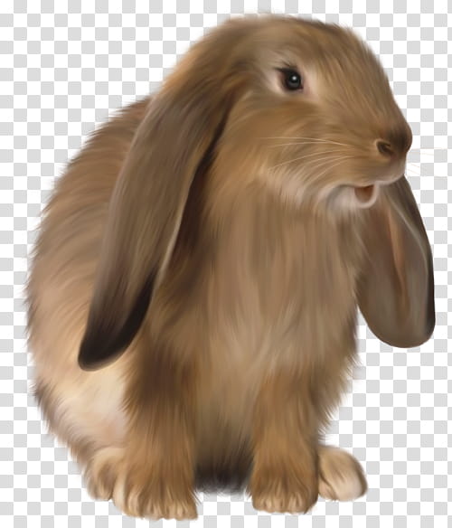 Rabbit, Lop Rabbit, Rex Rabbit, Hare, Holland Lop, Netherland Dwarf Rabbit, Pet, Leporids transparent background PNG clipart