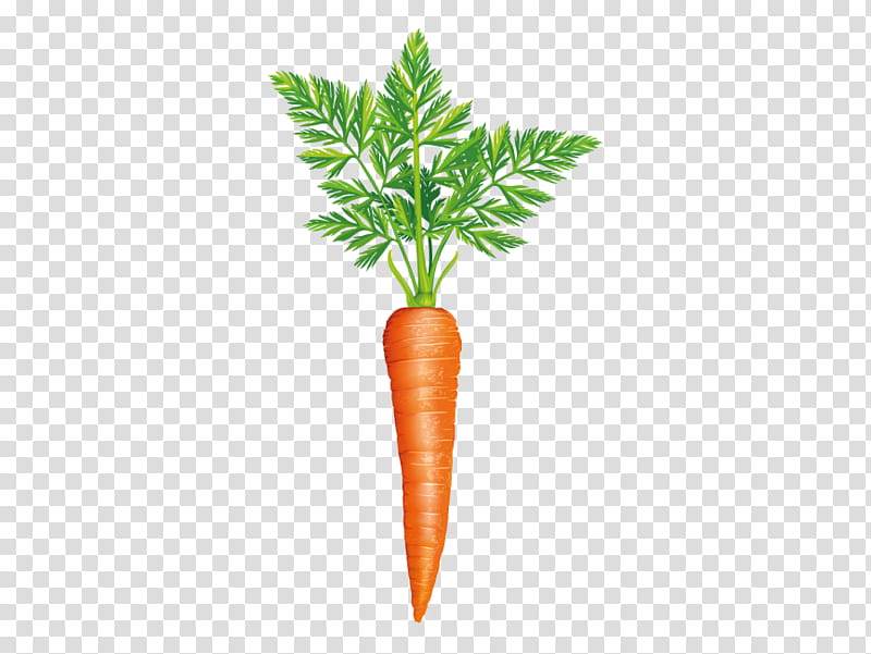 Carrot, Vegetable, Greens, Cooking, Flowerpot, Natural Foods, Tree, Plant Stem transparent background PNG clipart