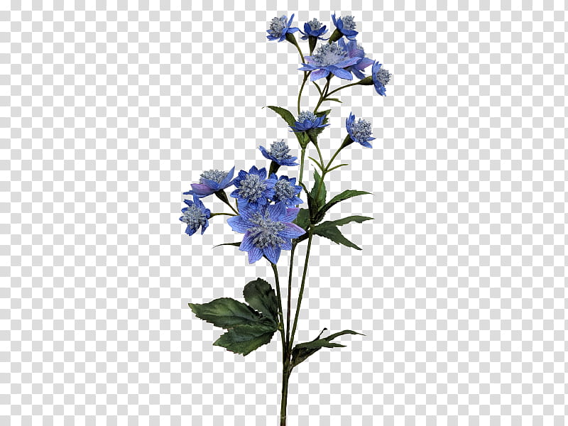 Flowers, Larkspur, Borages, Cut Flowers, Plant Stem, Lavender, Blue, Violet transparent background PNG clipart