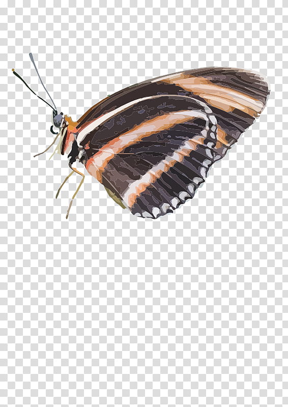 Caterpillar, Butterfly, Insect, Monarch Butterfly, Dryadula Phaetusa, Owl Butterflies, Brushfooted Butterflies, Caligo Teucer transparent background PNG clipart