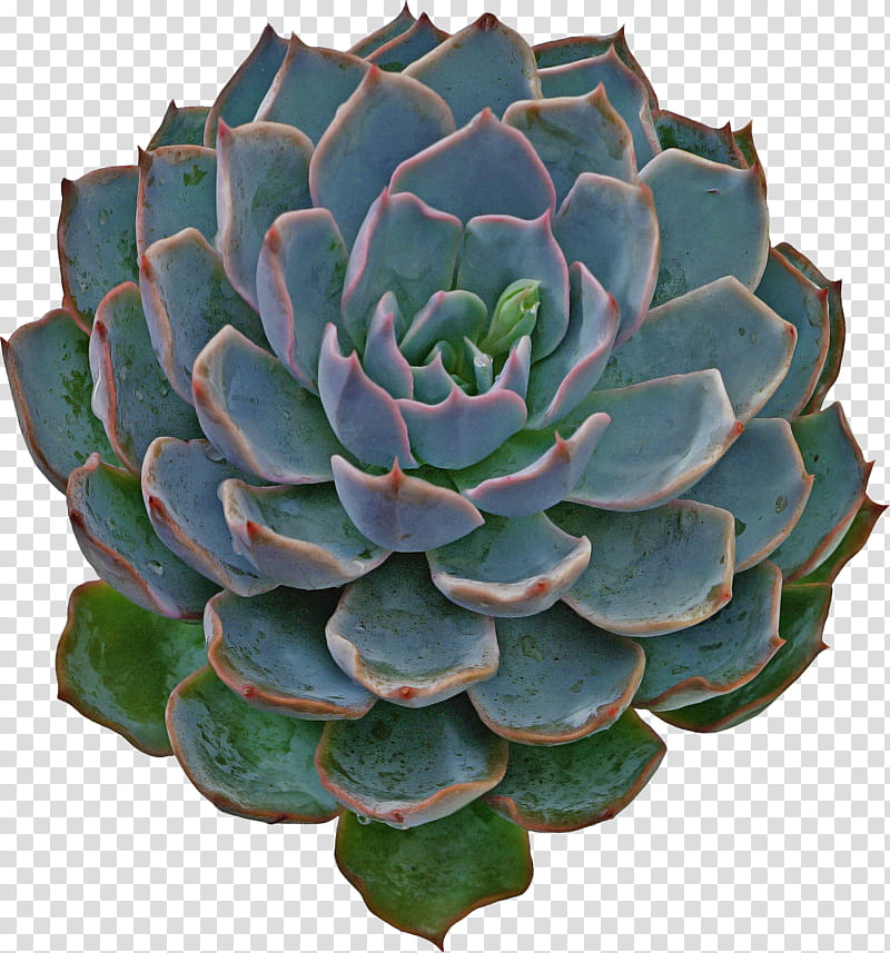 Green Leaf, Succulent Plant, Cactus, Plants, Molded Wax Agave, Plant Propagation, Flower, Plant Stem transparent background PNG clipart