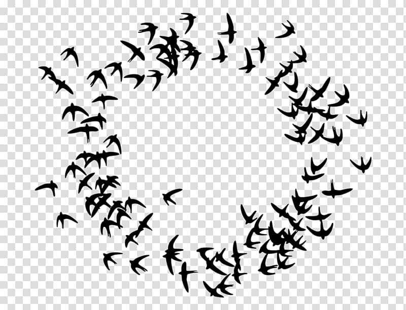 Swallow Bird, Music, Circle, Fotolia, Silhouette, Mathematical Optimization, Text, Flock transparent background PNG clipart