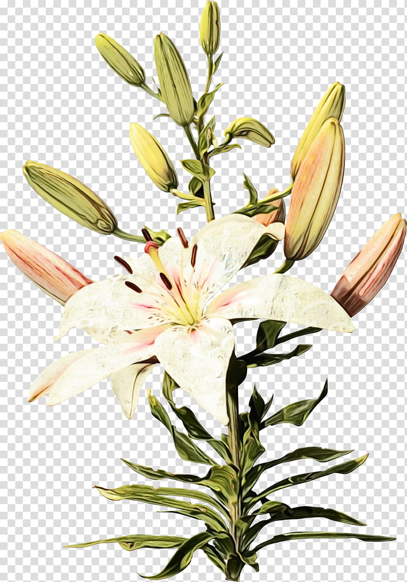 flower flowering plant lily plant petal, Watercolor, Paint, Wet Ink, Lily Family, Stargazer Lily, Cut Flowers transparent background PNG clipart