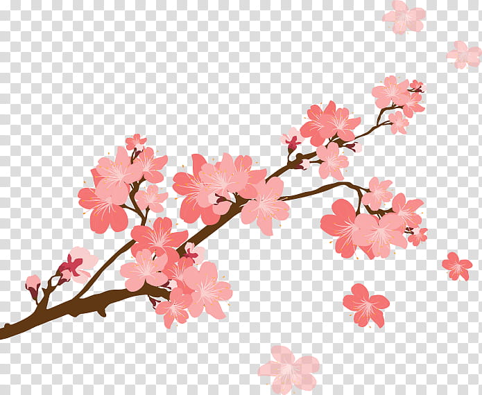 Cherry blossom, Flower, Plant, Branch, Pink, Spring
, Petal, Tree transparent background PNG clipart