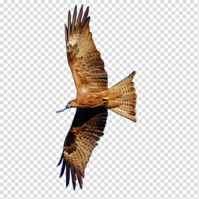 bird bird of prey kite hawk eagle, Watercolor, Paint, Wet Ink, Accipitridae, Golden Eagle, Falcon, Northern Harrier transparent background PNG clipart