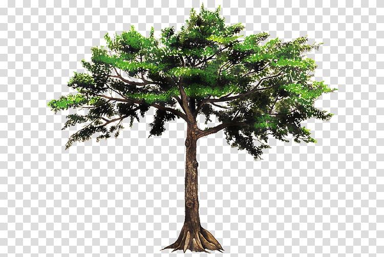 Family Tree, Ceiba, Guatemala, La Ceiba, Branch, Puerto Rico, Plant, Woody Plant transparent background PNG clipart