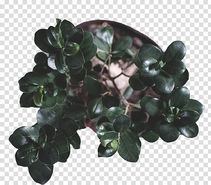 Karolina s, green jade plant transparent background PNG clipart