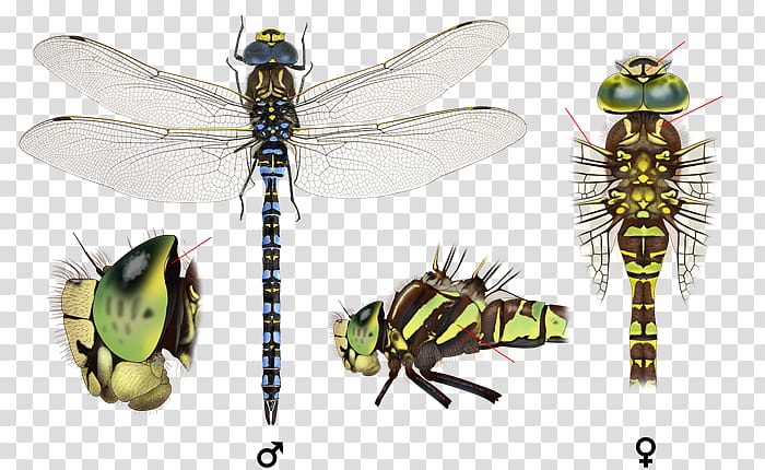 Southern Hawker Insect, Baltic Hawker, Pterygota, Species, Netwinged Insects, Emperor, Dragonfly, Lymantria transparent background PNG clipart