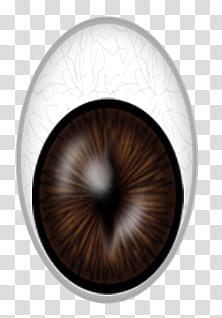 animals eyes, illustration of eye transparent background PNG clipart