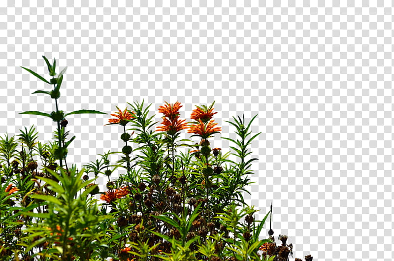 Wild Flowers , orange petaled flowers transparent background PNG clipart