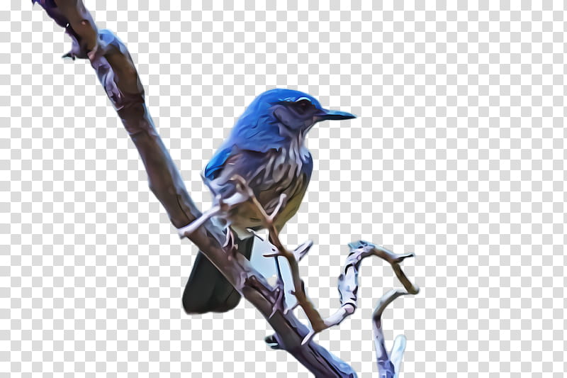 bird eastern bluebird bluebird beak mountain bluebird, Scrub Jay, Roller, Branch, Perching Bird, Songbird transparent background PNG clipart