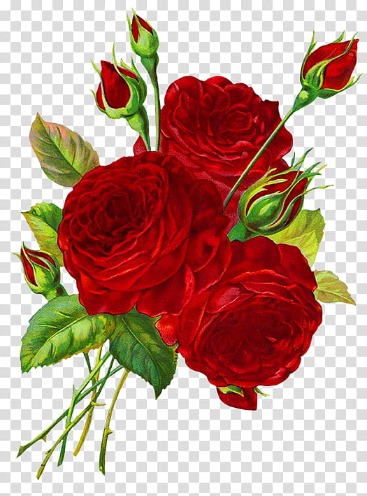 Red objects  , red rose illustration transparent background PNG clipart