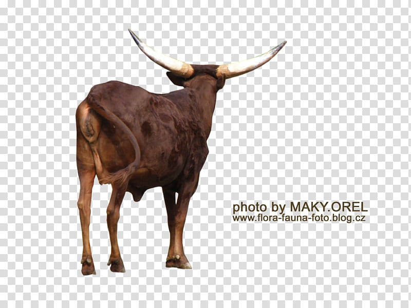 SET Watusi herd, brown cattle transparent background PNG clipart