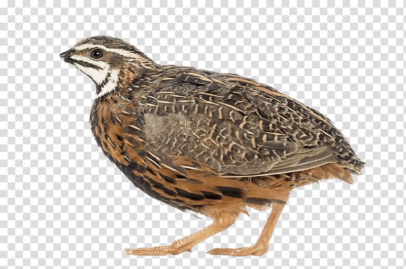 Chicken, Bird, Phasianidae, Common Quail, Harlequin Quail, Rain Quail, California Quail, Gambels Quail transparent background PNG clipart