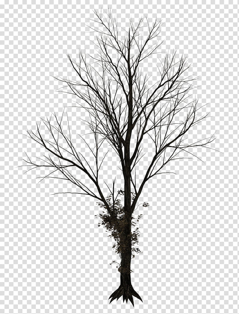 Dark Trees , leafless tree illustration transparent background PNG clipart