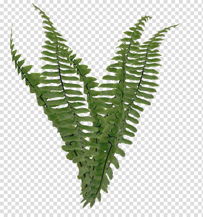 Fern Foliage  cc, green fern plants transparent background PNG clipart