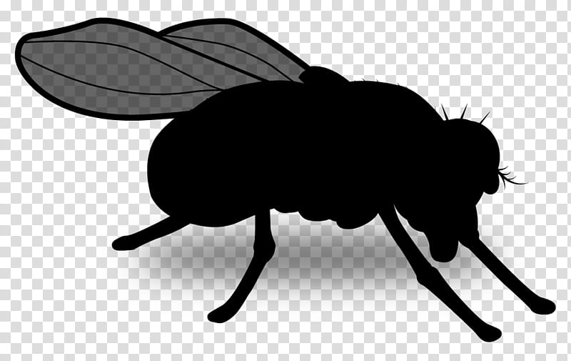 Beetle Insect, Silhouette, Pollinator, Black M, Cartoon, Fly, Pest, Membranewinged Insect transparent background PNG clipart