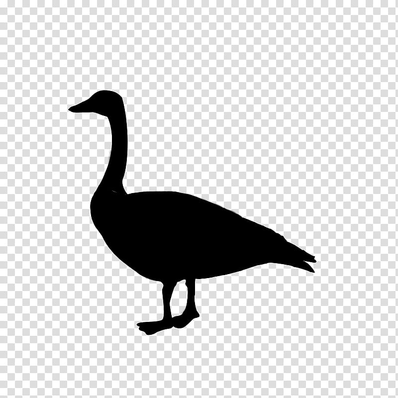 Bird Silhouette, Duck, Goose, Fowl, Feather, Beak, Ducks Geese And Swans, Water Bird transparent background PNG clipart