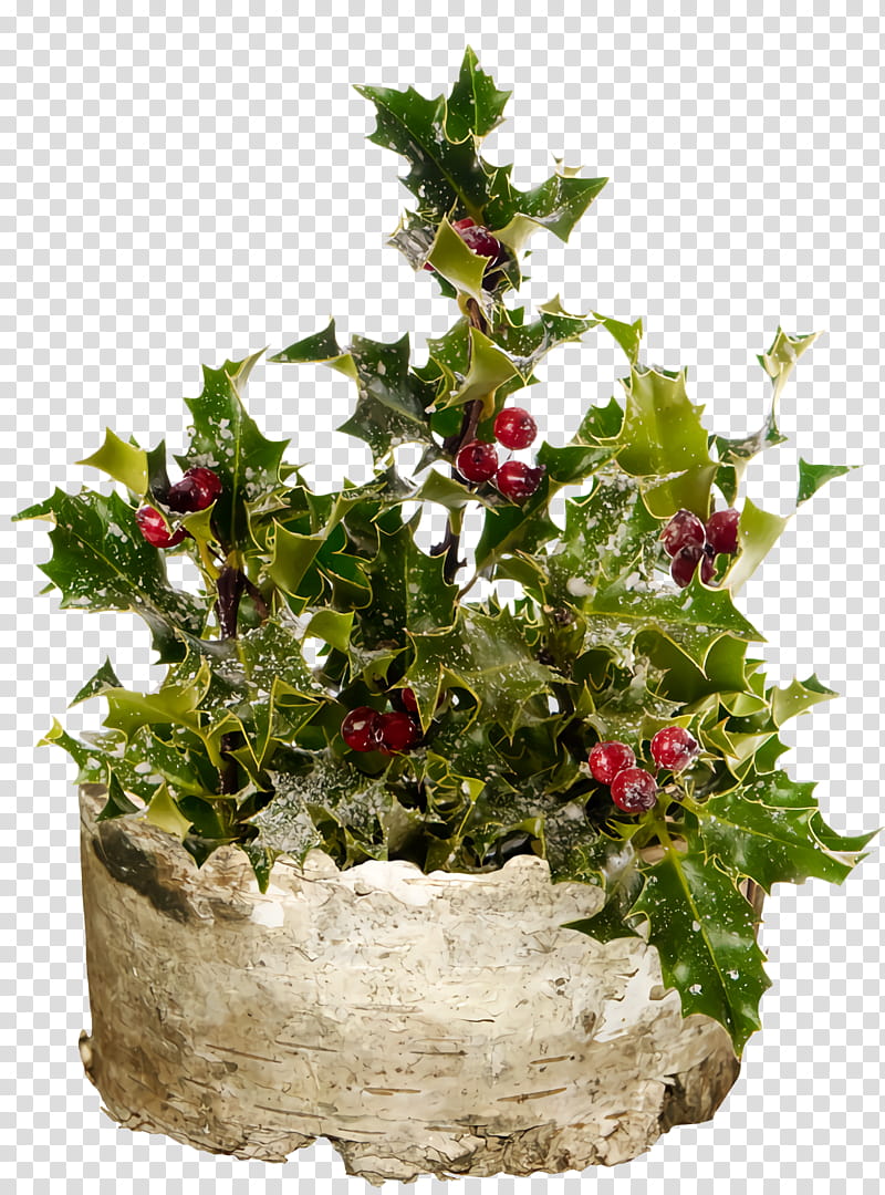 christmas holly Ilex holly, Christmas , Flower, Plant, Flowerpot, Floristry, Grass, Anthurium transparent background PNG clipart
