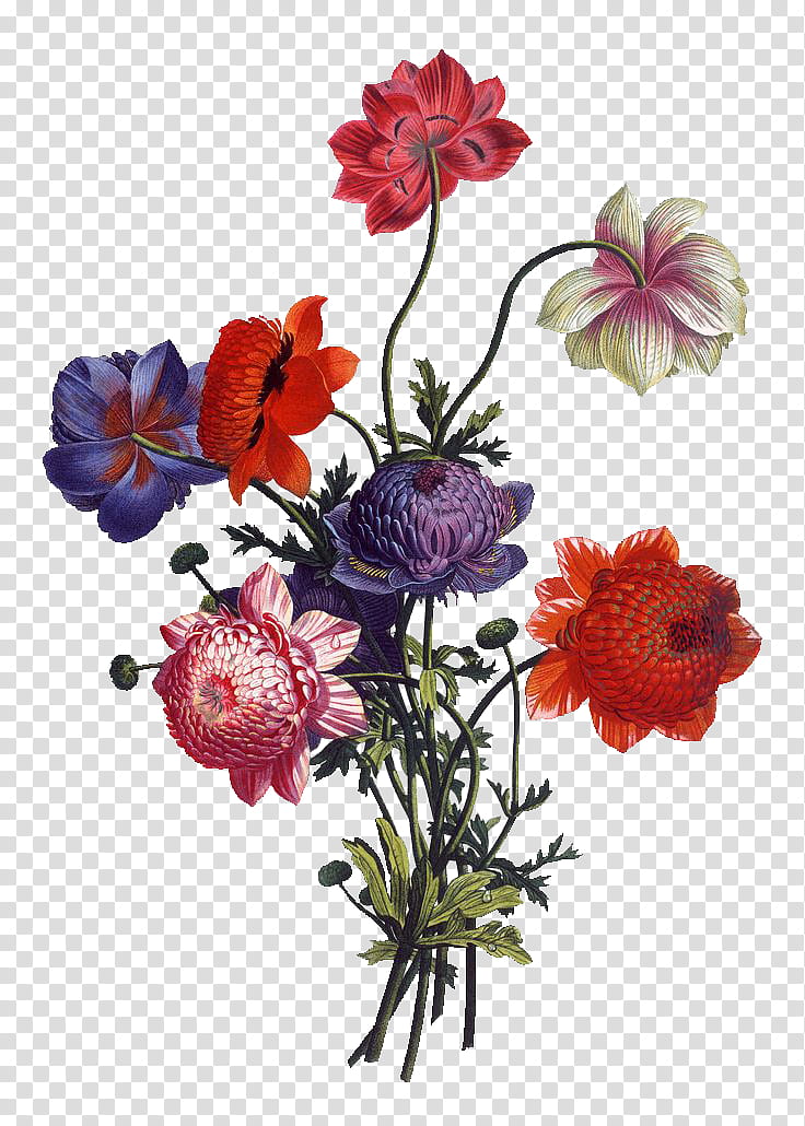 Bouquet Of Flowers Drawing, Floral Design, Flower Bouquet, Cut Flowers, Vintage Clothing, Rose, Ribbon, Antique transparent background PNG clipart