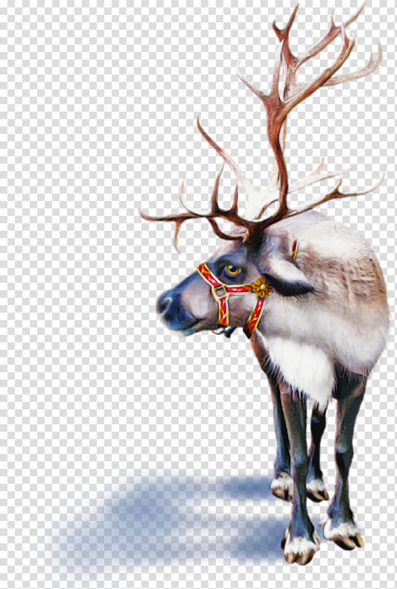 Reindeer, Elk, Wildlife, Barren Ground Caribou, Antler, Fawn transparent background PNG clipart