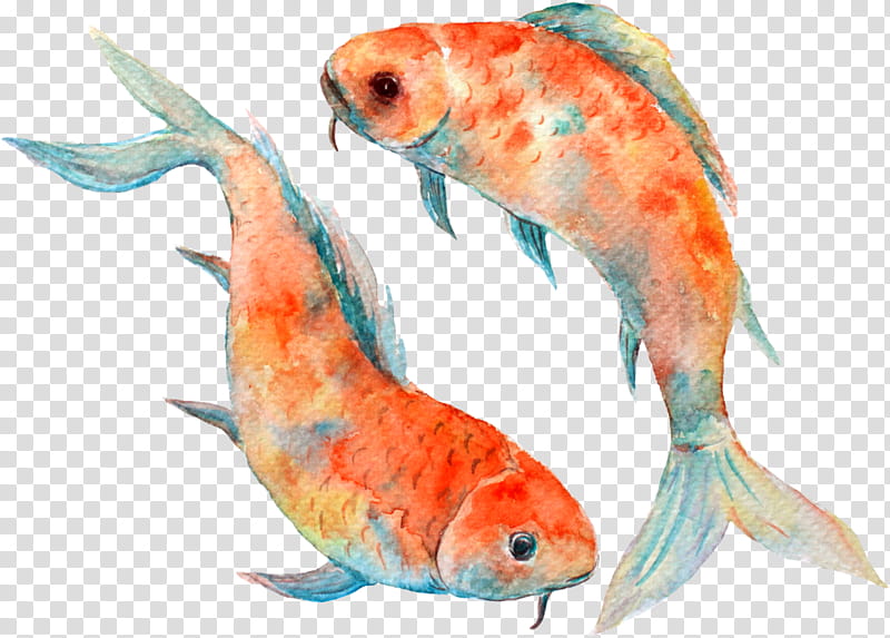 koi fish fish feeder fish marine biology, Fin, Tail, Fish Products, Bonyfish transparent background PNG clipart