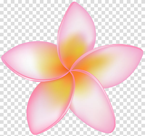Pink Flower, Frangipani, Petal, Plant, Lotus Family transparent background PNG clipart