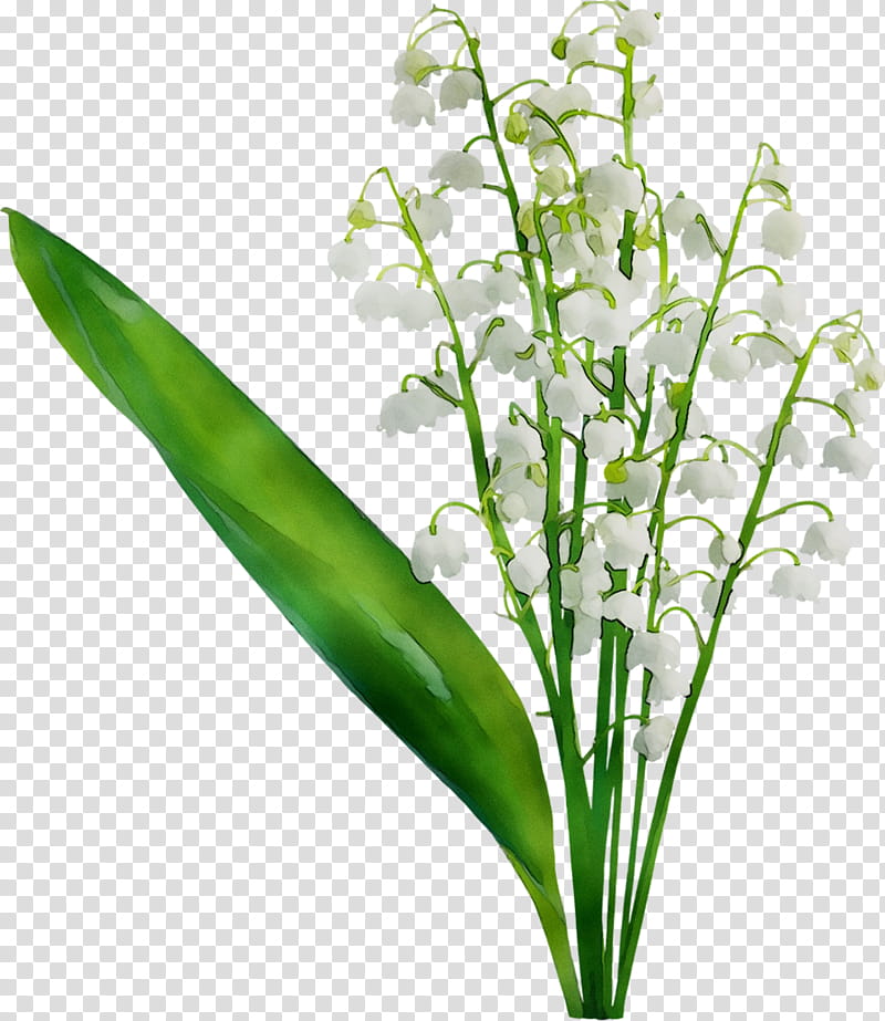 Flowers, Leaf, Plant Stem, Herb, Plants, Lily Of The Valley, Grass, Cut Flowers transparent background PNG clipart