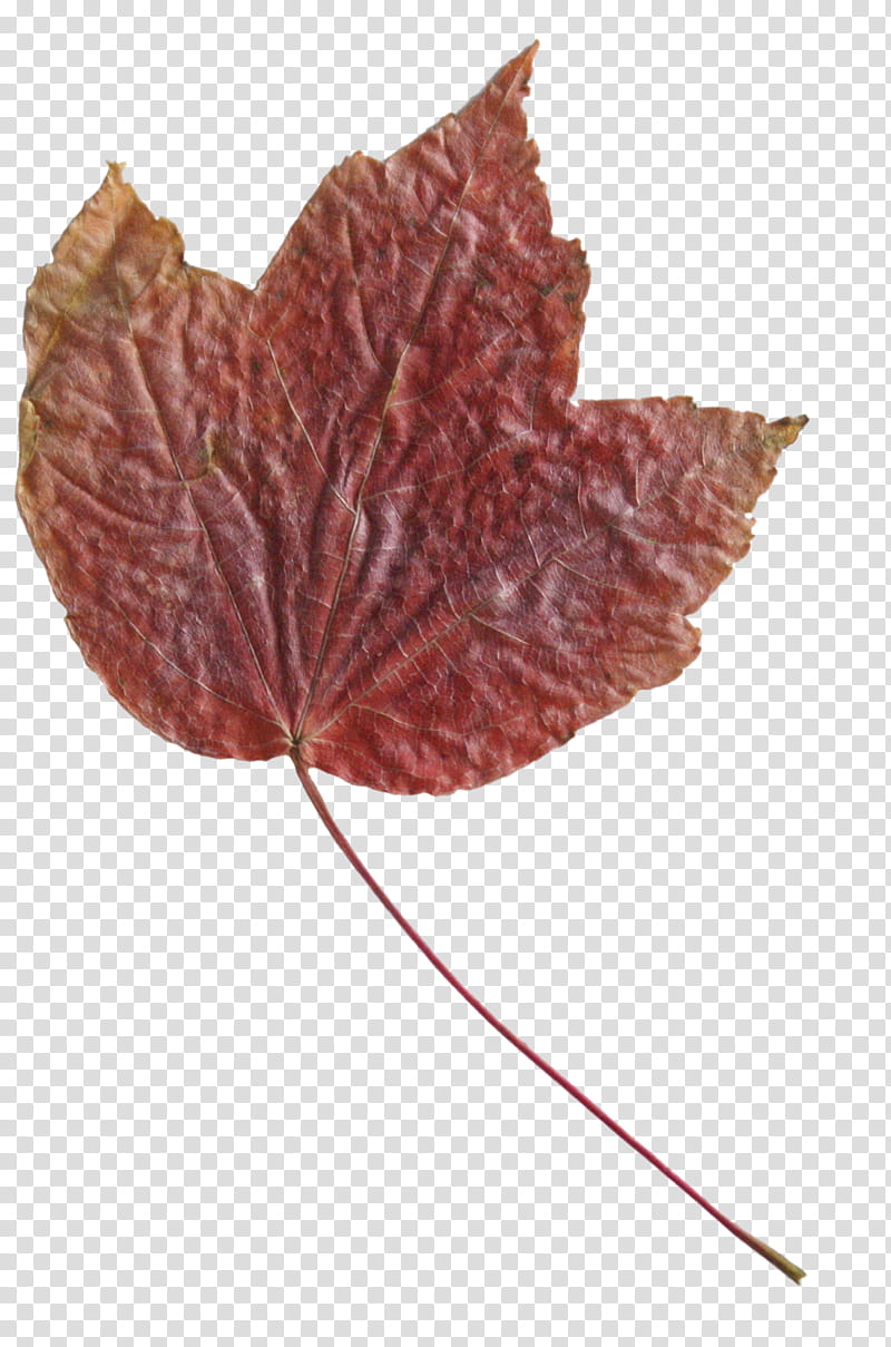 Fallen Leaves s, brown leaf illustration transparent background PNG clipart