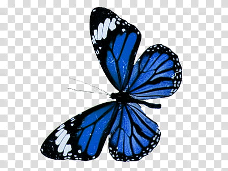 Mariposas, black and blue butterfly graphic transparent background PNG clipart