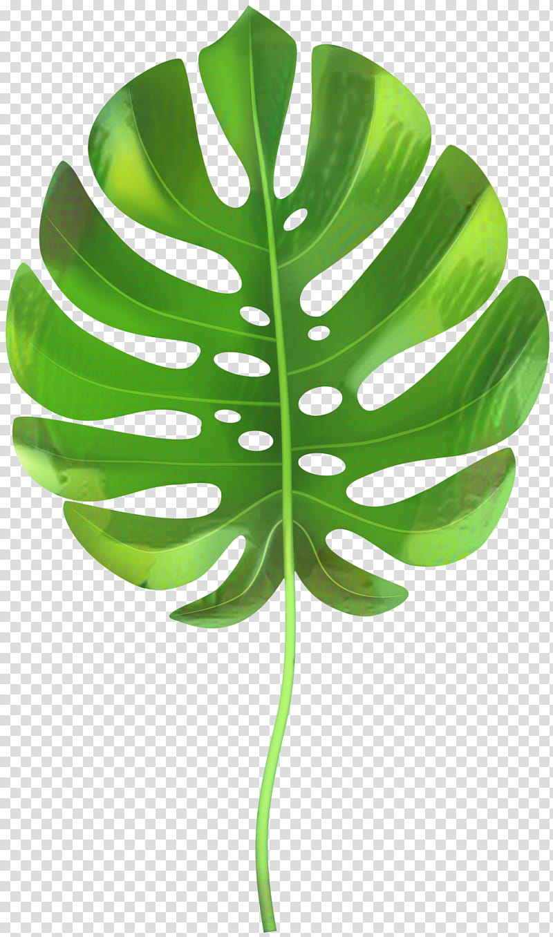 Green Leaf, Palm Trees, Tropics, Palm Branch, Palmleaf Manuscript, Monstera Deliciosa, Plant, Flower transparent background PNG clipart