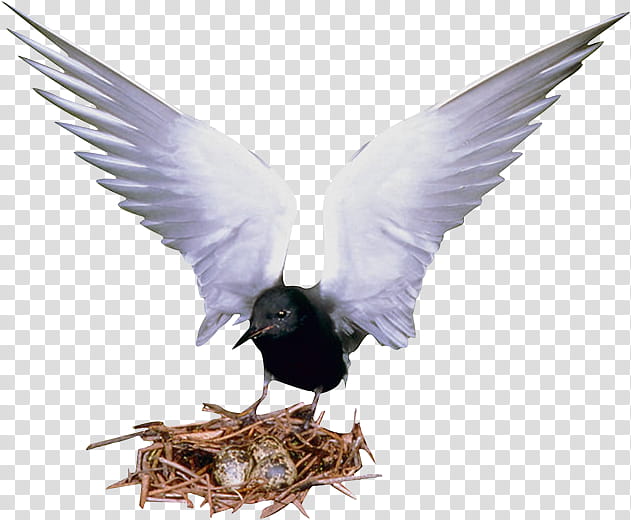 Egg, Bird, Eurasian Magpie, Bird Nest, Animal, Beak, Wing, Tern transparent background PNG clipart