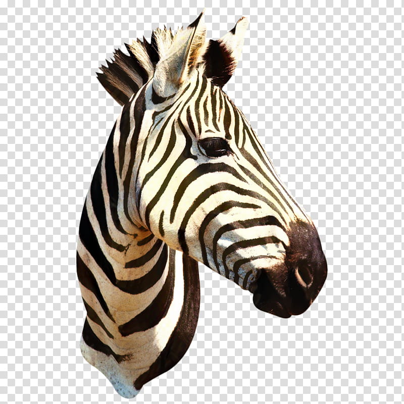 Zebra, Quagga, Fashion, Fashion Design, Clothing, Color, Ironon, Embroidered Patch transparent background PNG clipart