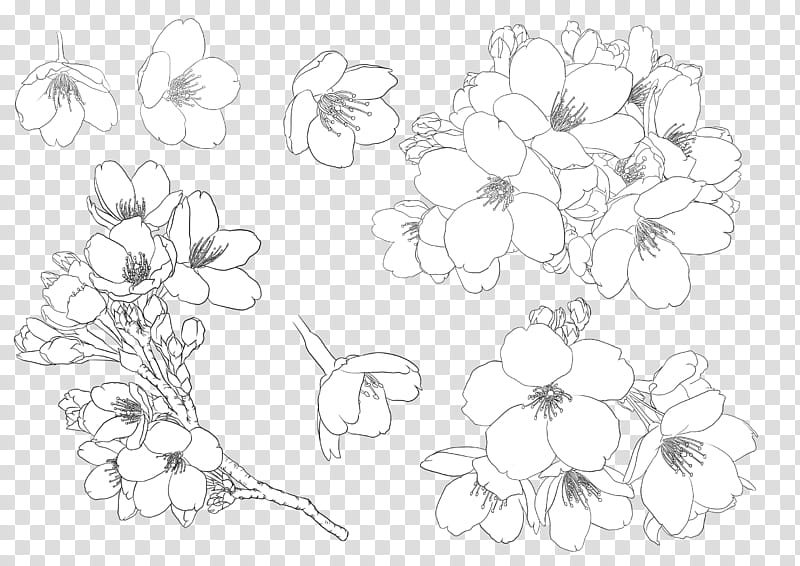 Black And White Flower, Painting, Drawing, Floral Design, Cherry Blossom, Watercolor Painting, Maltechnik, Spring transparent background PNG clipart