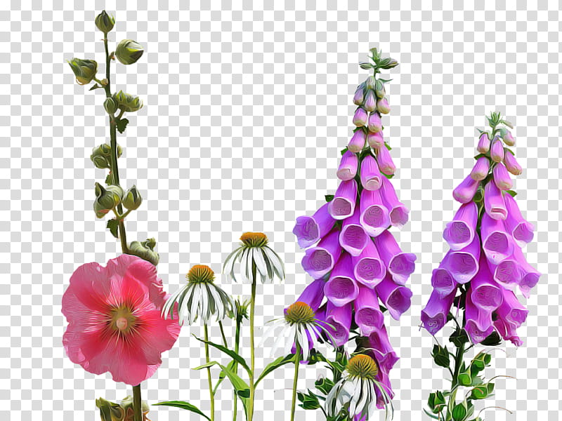 flower plant digitalis petal delphinium, Hollyhocks, Wildflower, Snapdragon, Verbascum, Mallow Family, Plant Stem, Monkshood transparent background PNG clipart