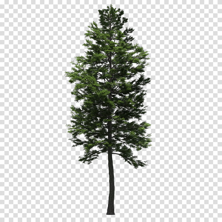 Christmas Tree Branch, Spruce, Fir, Larch, Scots Pine, Pinus Nigra, Conifers, Evergreen transparent background PNG clipart