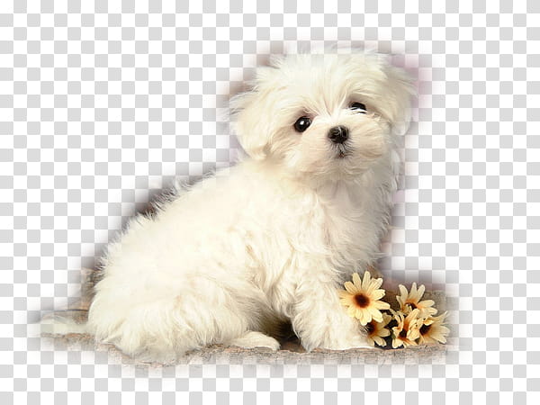 Kitten, Puppy, Maltese Dog, Yorkshire Terrier, Pug, Labrador Retriever, Cuteness, Animal transparent background PNG clipart