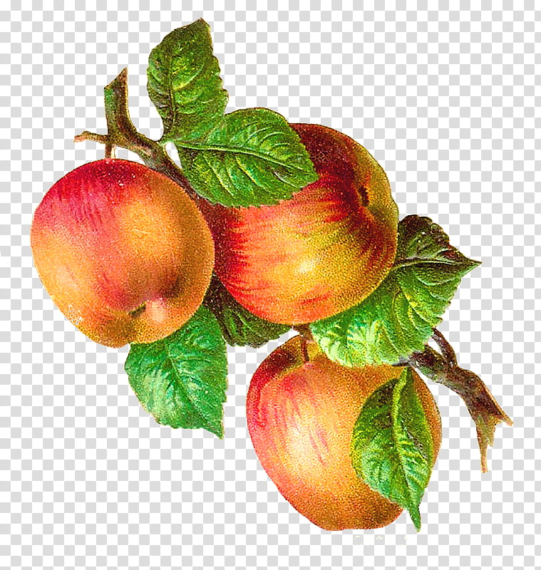 Harvest Time s, three ripe apples transparent background PNG clipart