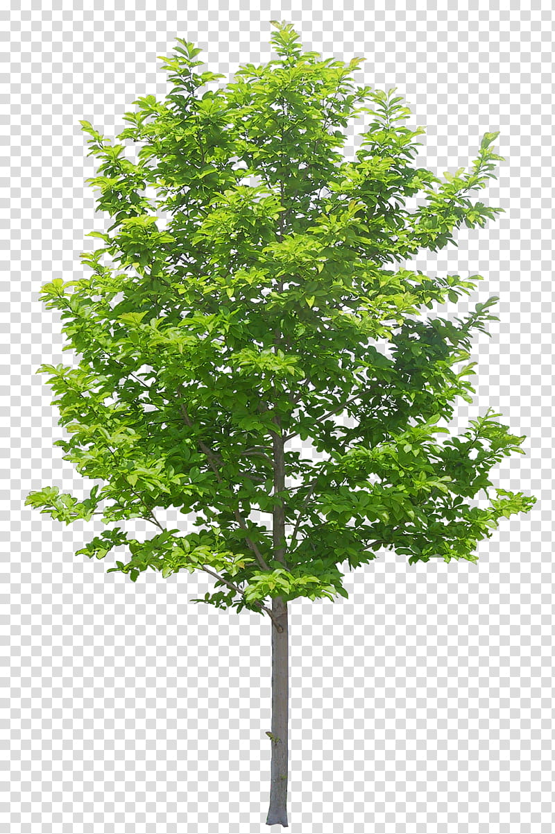 Family Tree Design, Hardwood, Neem Tree, Branch, Plant, Green, Woody Plant, Leaf transparent background PNG clipart